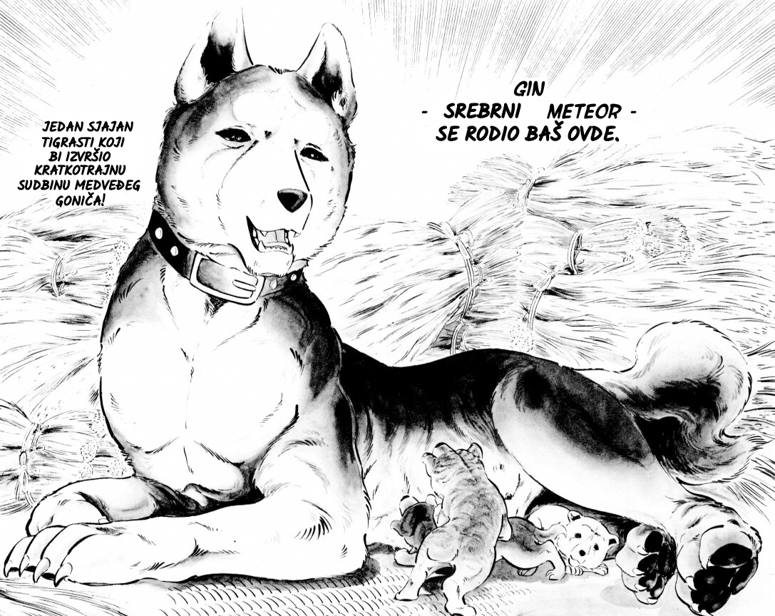 Silver Fang – The Shooting Star Gin – ROĐENJE MEDVEĐEG GONIČA, GINA! 第16页