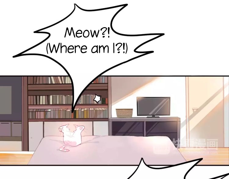 A Cat's World Transformation 第14页