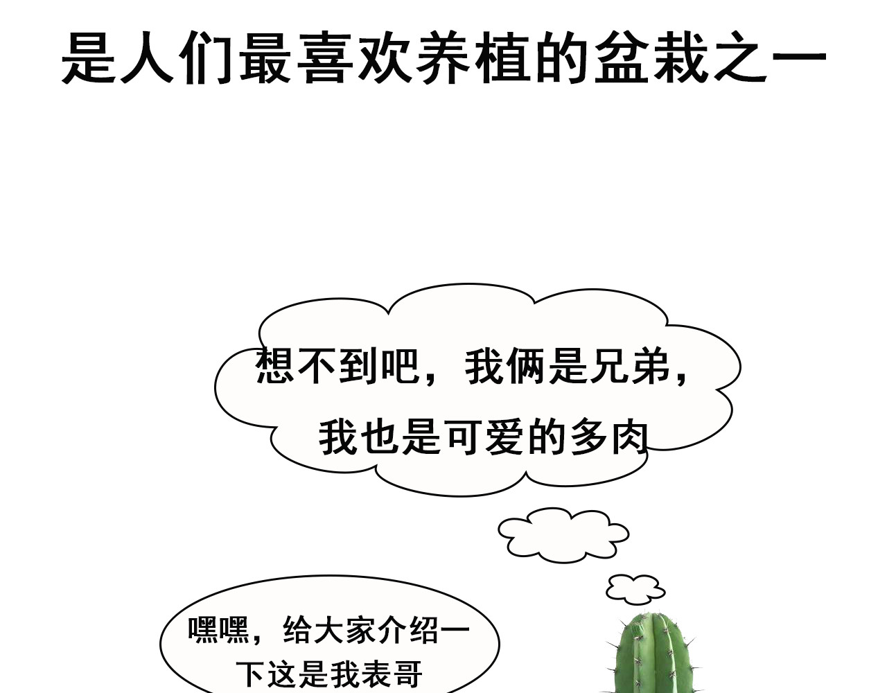 食方—你不知道的种植小技巧 拥有一颗多肉，就等于拥有无数棵多肉 第2页