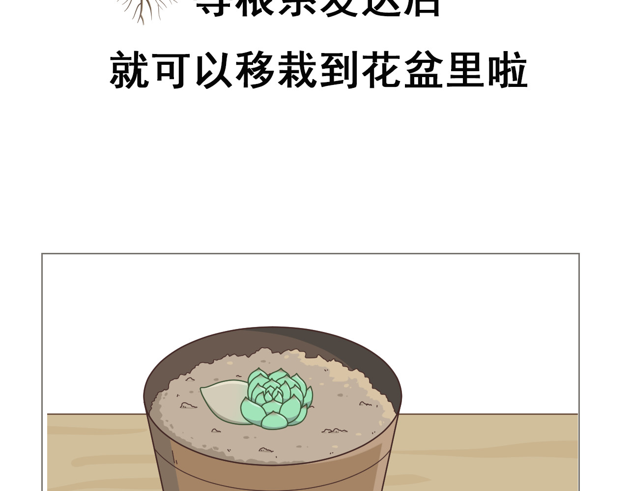 食方—你不知道的种植小技巧 拥有一颗多肉，就等于拥有无数棵多肉 第18页